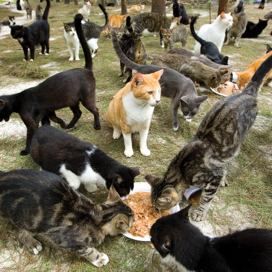Fill a food bowl for a stray animal