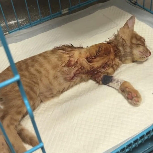Silent Cries—Rescue Abandoned Lives