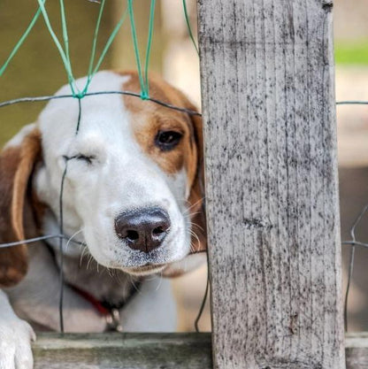 End abuse! Protect companion animal rights!