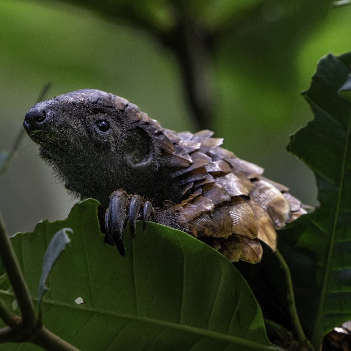 The pangolin has become the world's most trafficked mammal
