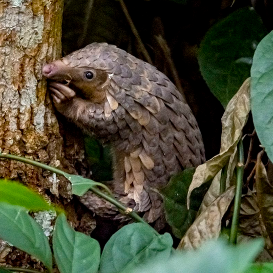 The pangolin has become the world's most trafficked mammal